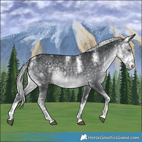 Horse Color:Silver Black Chinchilla Sabino 