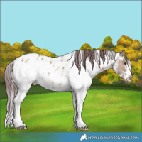 Horse Color:Chocolate Brown Dun Sabino Appaloosa 
