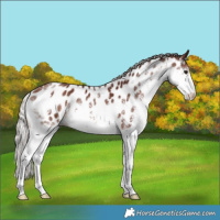 Horse Color:White Spotted Chocolate Silver Brown Splash Near Leopard