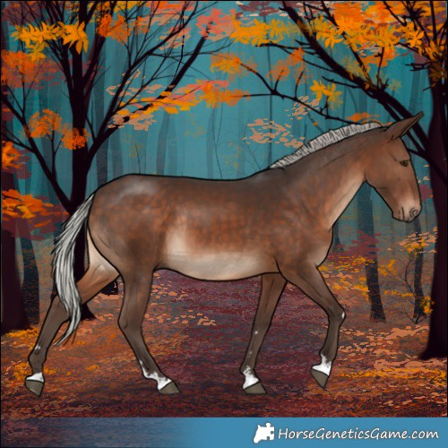 Horse Color:Silver Brown Rabicano 