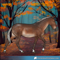 Horse Color:Silver Brown Rabicano