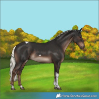 Horse Color:Liver Chestnut Mushroom Tobiano 