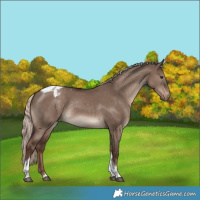Horse Color:Liver Red Dun Mushroom Tobiano Varnish 