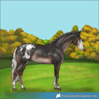 Horse Color:Liver Chestnut Mushroom Sabino Tobiano Blanket Rabicano 