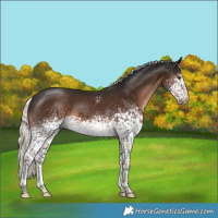 Horse Color:White Spotted Liver Chestnut Mushroom Sabino Rabicano