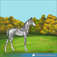 Horse Color:Platinum White Spotted Silver Buckskin Dun 