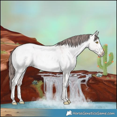 Horse Color:Platinum White Spotted Bay Roan Pearl Dun 