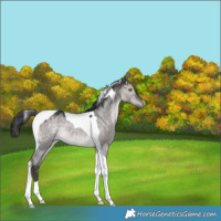 Horse Color:Platinum Brown Dun Mushroom Tobiano