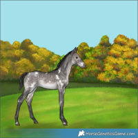 Horse Color:Platinum White Spotted Brown Dun Rabicano
