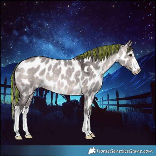 Horse Color:Platinum Painted White Spotted Bay Dun Near Leopard Rabicano 