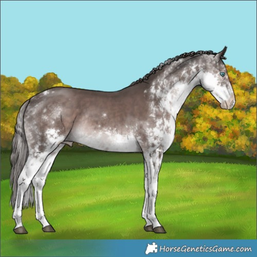 Horse Color:Platinum White Spotted Liver Chestnut Splash Rabicano 