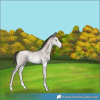 Horse Color:Gray Platinum White Spotted Liver Red Dun Pearl