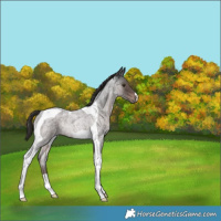 Horse Color:Platinum Liver Red Roan Tobiano Rabicano 