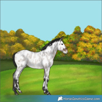 Horse Color:Brown Roan Dun Near Leopard Rabicano Brindle 