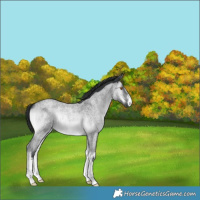 Horse Color:White Spotted Brown Chinchilla Roan Onyx