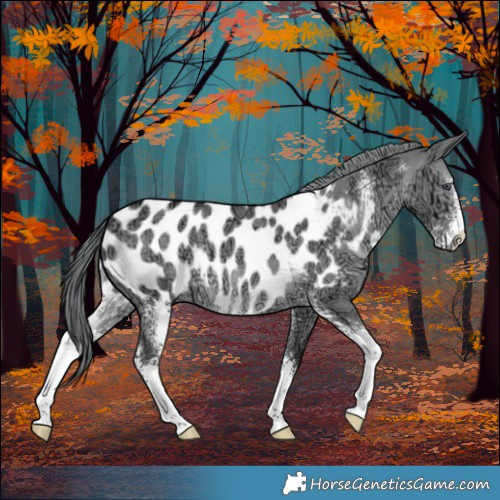 Horse Color:Brown Chinchilla Ice Dun Sabino Blanket 
