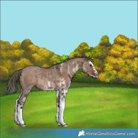 Horse Color:White Spotted Liver Red Dun Mushroom Splash Rabicano