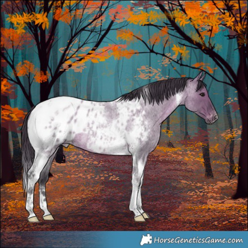 Horse Color:Grullo Roan Tobiano Blanket 