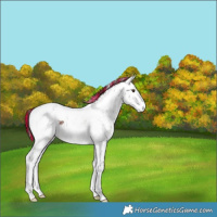 Horse Color:Painted Liver Chestnut Ice Sabino Appaloosa Rabicano 