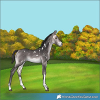 Horse Color:Platinum White Spotted Buckskin 