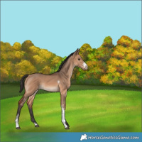 Horse Color:Bay Dun Sabino Tobiano 