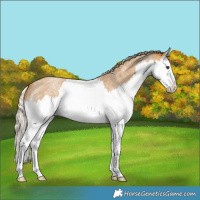 Horse Color:Palomino Roan Splash 