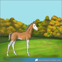 Horse Color:Palomino Splash Varnish 