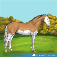 Horse Color:Palomino Splash Appaloosa 
