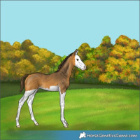 Horse Color:Buckskin Splash Varnish 