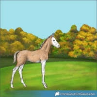 Horse Color:Palomino Roan Splash 