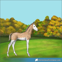 Horse Color:Palomino Roan Splash 