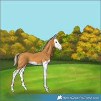 Horse Color:Palomino Splash 