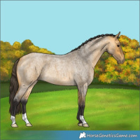 Horse Color:Buckskin Roan 