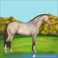Horse Color:Buckskin Roan 