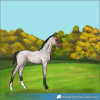 Horse Color:Bay Roan 
