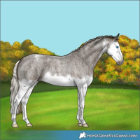 Horse Color:Gray White Spotted Chocolate Palomino Roan Splash Varnish 