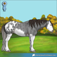 Horse Color:Gray Liver Red Roan Splash Appaloosa 