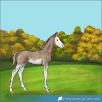 Horse Color:Chocolate Palomino Roan Splash 