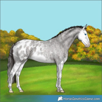Horse Color:Liver Red Roan Splash Appaloosa