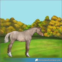 Horse Color:Gray Silver Buckskin Roan Pearl Varnish 
