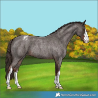 Horse Color:White Spotted Liver Red Roan Appaloosa 