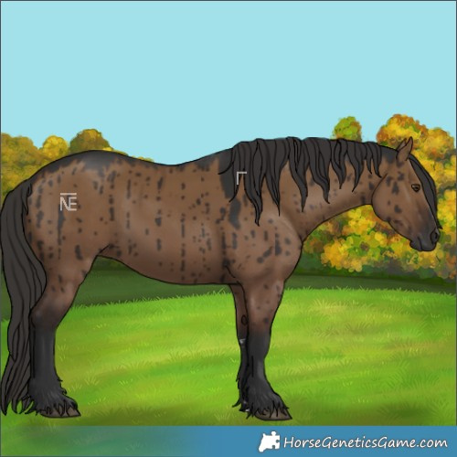 Horse Color:Liver Red Dun Brindle 