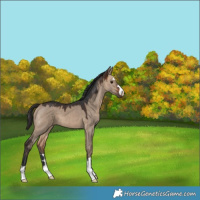 Horse Color:Bay Dun 