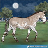 Horse Color:Liver Red Dun Splash Brindle 
