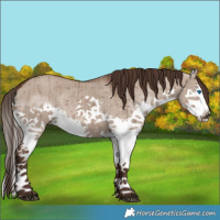 Horse Color:Liver Red Dun Splash Brindle 
