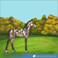 Horse Color:Buckskin Near Leopard 