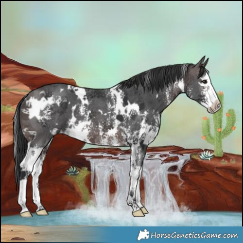 Horse Color:Platinum White Spotted Brown Sabino Splash 