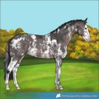 Horse Color:Platinum White Spotted Brown Sabino Splash 