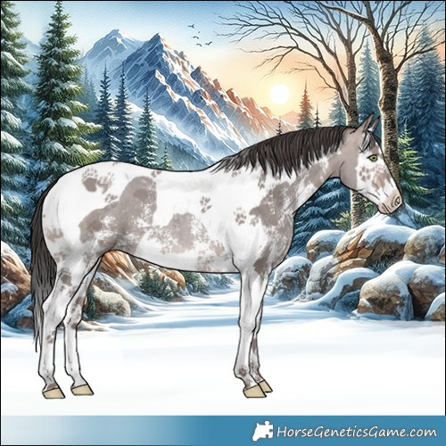 Horse Color:Platinum Sable Champagne Sabino Splash Tobiano 