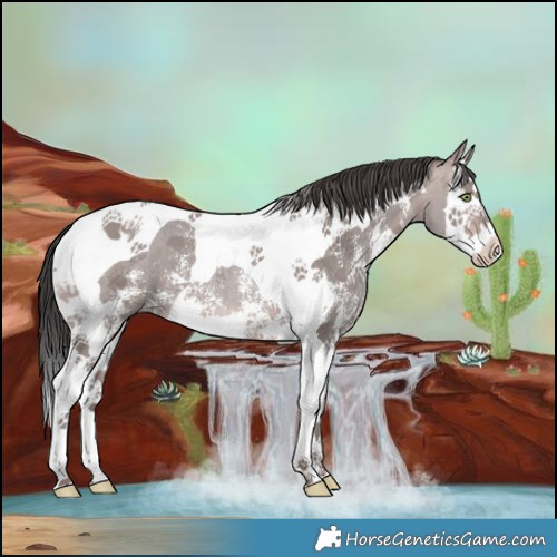 Horse Color:Platinum Sable Champagne Sabino Splash Tobiano